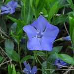 Vinca minorFleur