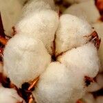 Gossypium hirsutum Fruto