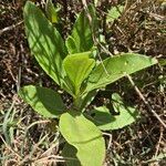 Kalanchoe lanceolata Blatt