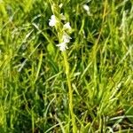 Spiranthes aestivalis Flower