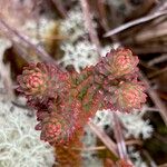 Huperzia brevifolia