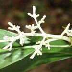 Chassalia corallioides Flower