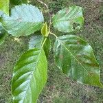 Alnus formosana Leaf