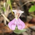 Disperis cordata Flower