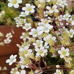 Saxifraga rosacea Кветка