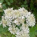 Heracleum sibiricum Blüte