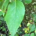 Aristotelia chilensis Blad