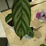 Calathea concinna Leaf