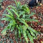 Asplenium scolopendrium Pokrój