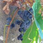 Vitis vinifera Gyümölcs