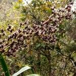 Machaerina iridifolia Blomma