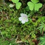 Oxalis montana List