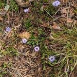 Globularia cordifolia Blodyn