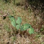 Asclepias cordifolia Habitat