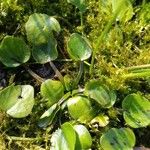 Ranunculus ophioglossifolius Likasa