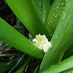 Allium paradoxum Kukka