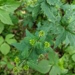 Sanicula canadensis Blüte