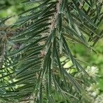 Abies cephalonica برگ