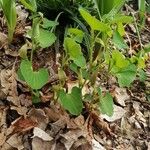 Aristolochia pallida Levél