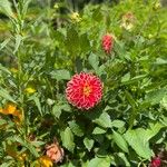 Dahlia pinnata Flower