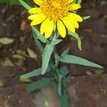 Pascalia glauca Λουλούδι