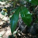 Zygia longifolia Leaf