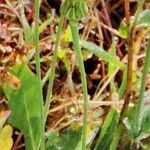 Reichardia picroides Flower