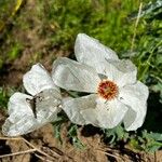 Argemone platyceras Blomma