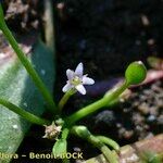 Limosella aquatica Övriga