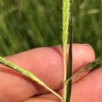 Dichanthium aristatum Flors