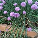 Allium schoenoprasumᱵᱟᱦᱟ