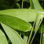 Olyra latifolia Blad