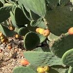 Opuntia humifusa Fruit