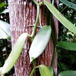 Vanilla planifolia 葉