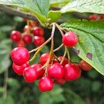 Cotoneaster bullatus 果實