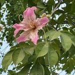 Ceiba speciosa Leaf