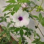 Ipomoea cairica花