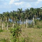 Roystonea borinquena Feuille