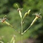 Silene gigantea Flor