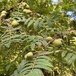 Sorbus domestica Yaprak