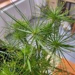 Cyperus haspan Levél