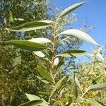 Salix amygdaloides Hàbitat