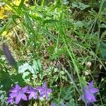 Campanula patulaFleur