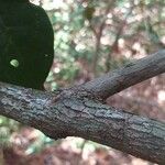 Combretum illairii Corteza