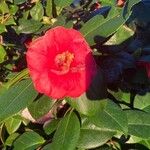 Camellia japonica Õis