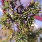 Pinus banksiana Hoja