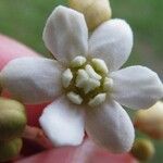 Nectandra ramonensis Flower