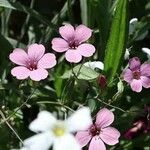 Gypsophila vaccaria 花
