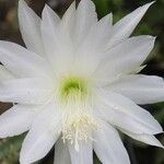 Disocactus speciosusFlower