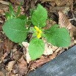 Chrysogonum virginianum Leaf